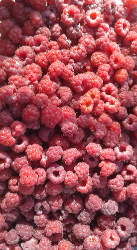 Waldhimbeeren