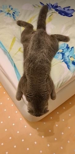 Screenshot_20210522-202645_WhatsApp