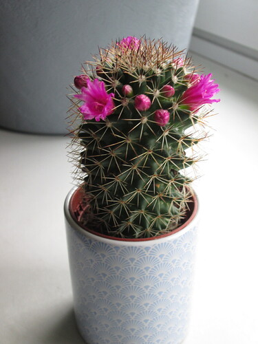 Kaktusblüten
