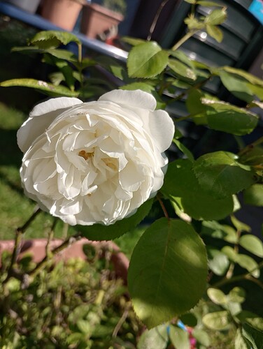 IMG_20250612_172949521_HDR
