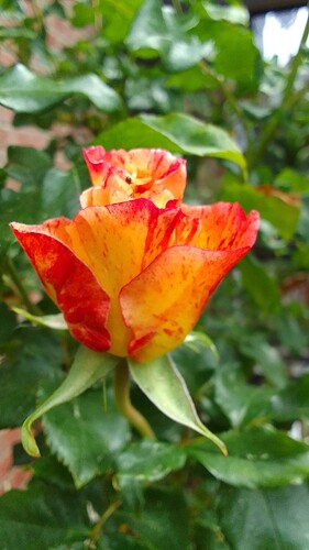 IMG-20220517-WA0006
