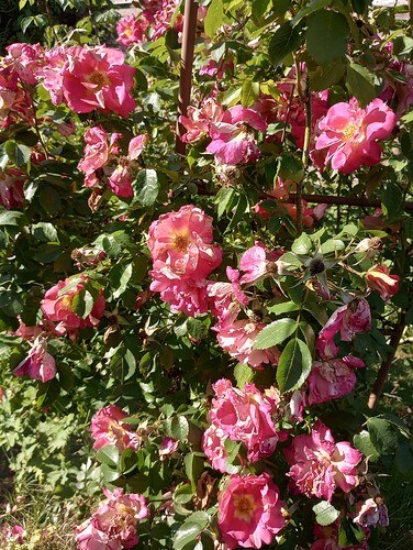 IMG_20250612_173212999_HDR