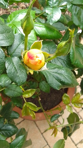 IMG-20220517-WA0004