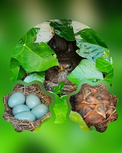 photocollage_202174213552975