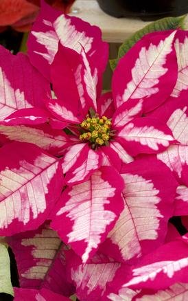 poinsettia-ice-punch-weihnachtsstern-florapress_01302452