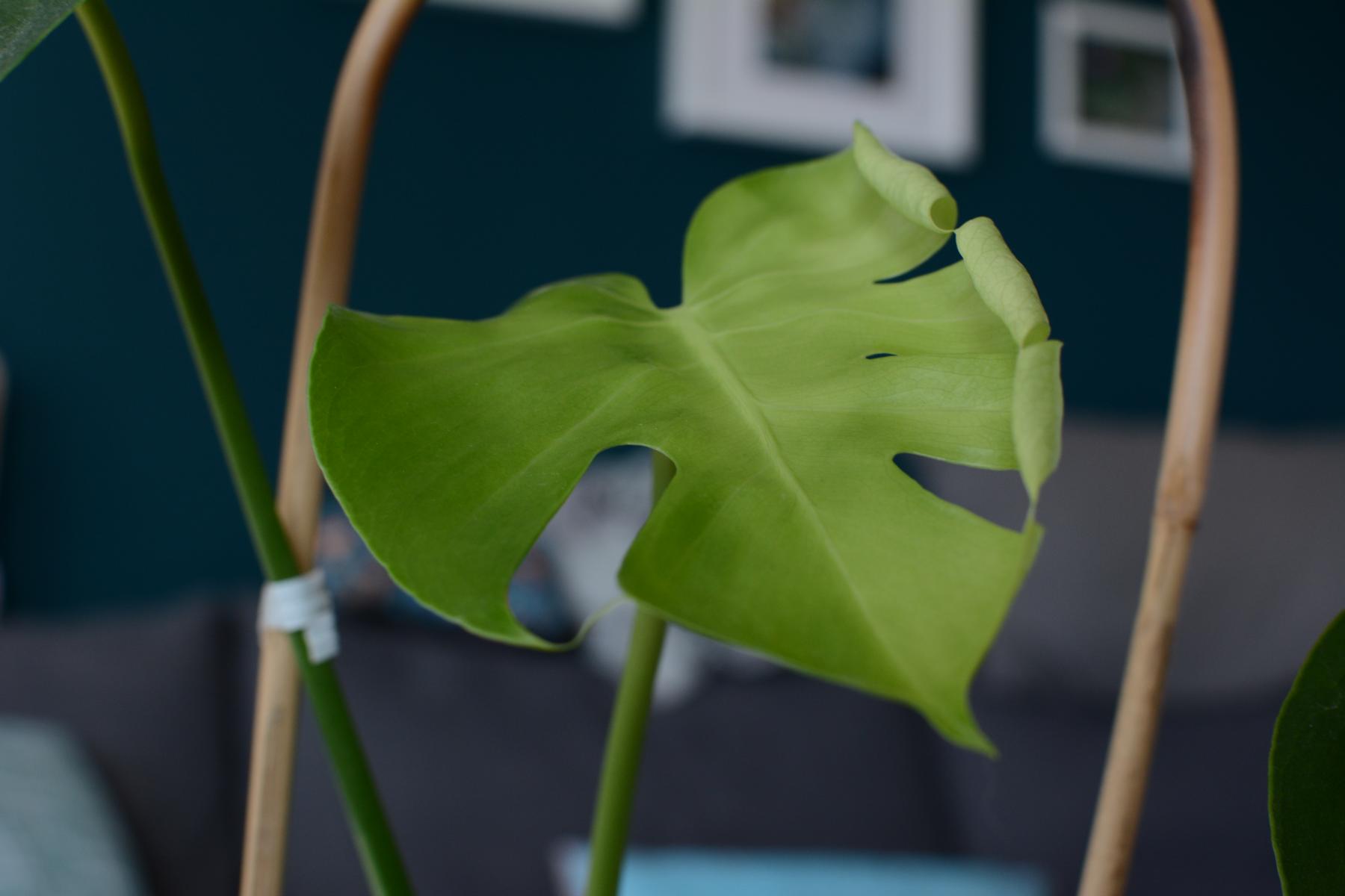 monstera